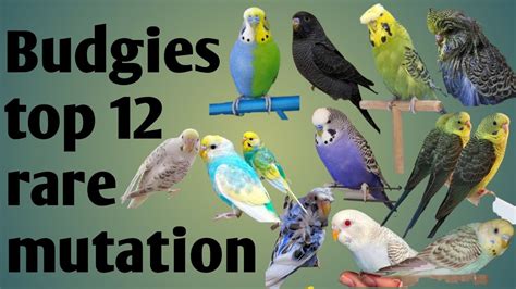 Budgies Top 12 Rare Mutation Budgies Lovebirds Australian Birds