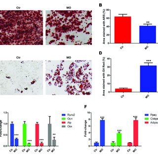 The Effects Of Hdlbp And Abcd On Osteoblast And Adipocyte