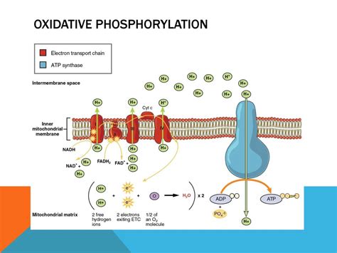 Cellular Respiration Ppt Download