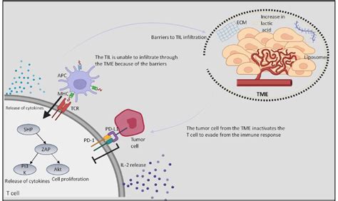 Diagrammatic Representation Of The Complete Procedure Of Tils By