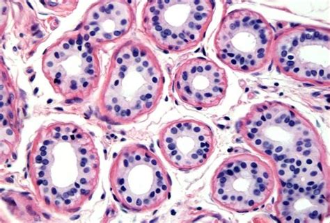 Simple Cuboidal Epithelium | Download Scientific Diagram