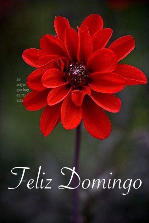 Buen Día Feliz Domingo imágenes - BonitasImagenes.net