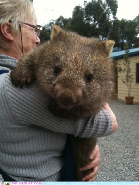 Today you learned you want to hug a wombat : aww