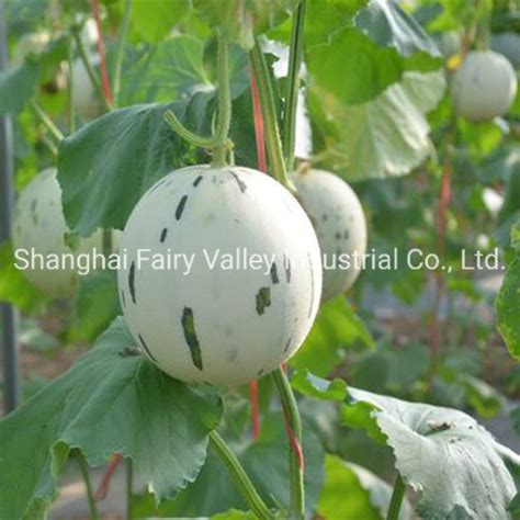 High Quality Hybrid F1 Sweet Melon Seeds For Planting White Meteor No