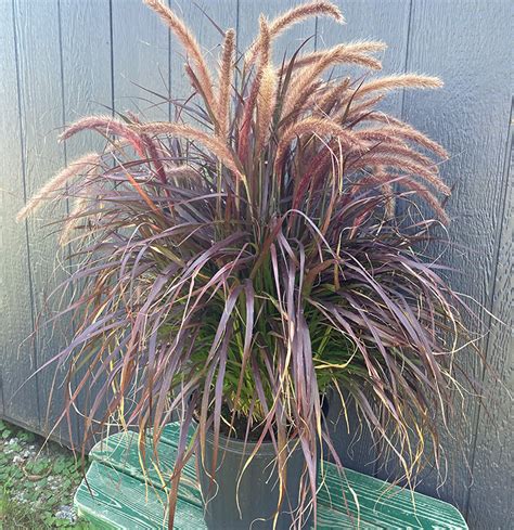 Purple Fountain Grass — Altum's — Garden Center — Zionsville, IN