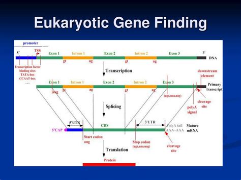 Ppt Comparative Genomics Comparative Gene Prediction In The Human