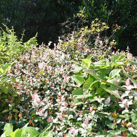 Growing The Snow N Summer Asiatic Jasmine Trachelospermum Asiaticum