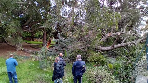 Paura Al Giardino Inglese Grosso Albero Si Spezza E Crolla Su Una