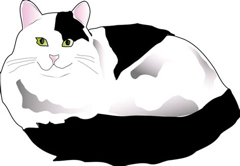 Black and White Fluffy Cat - Openclipart