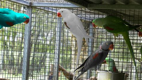 Colorful Parrots Ready For Breeding Alexandrine Parakeet Mutations