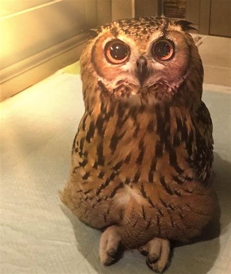 𝐒𝐮𝐦𝐨𝐧 𝐂𝐡𝐚𝐤𝐫𝐚𝐛𝐚𝐫𝐭𝐢 On Twitter Rt Todayyearsoldig Just Found Out Owls Can Sit Criss Cross