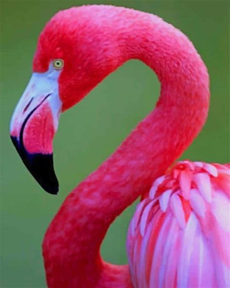 Pink Flamingo - NEW Paint By Number - Paint By Numbers PRO