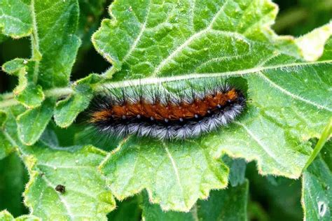 Quel Produit Naturel Pour Tuer Les Chenilles Ou Les Chasser