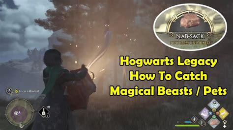 How To Catch Magical Beasts Pets Hogwarts Legacy Nab Sack YouTube