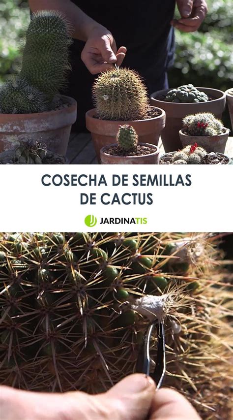 Cosecha De Semillas De Cactus Paso A Paso Semillas De Cactus