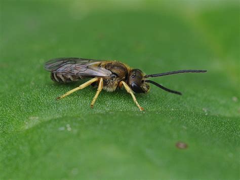 Halictus Cf Tumulorum Bronze Furrow Bee Male Halictidae Flickr