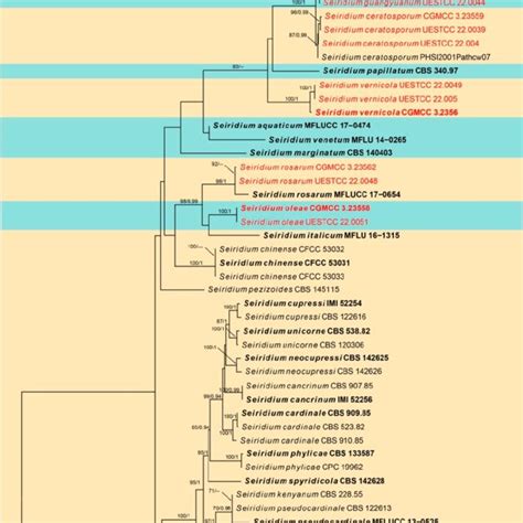 Phylogram generated from RAxML analysis based on combined ITS tef1 α