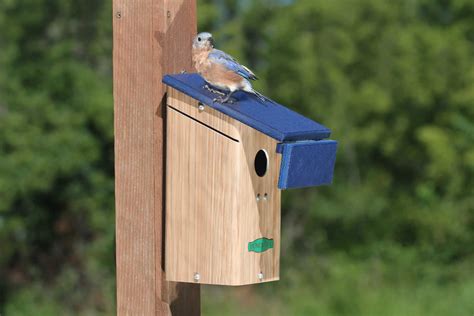 Duncraft.com: Duncraft Bluebird House & Wren Shield