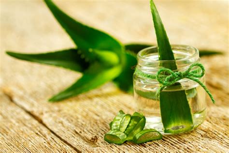 Conoce Todos Los Beneficios De La S Bila O Aloe Vera El Especial