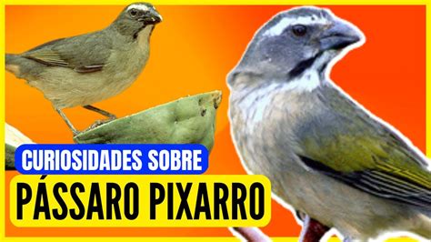 Descubra As Caracter Sticas Incr Veis Do P Ssaro Pixarro E Seu Canto Do