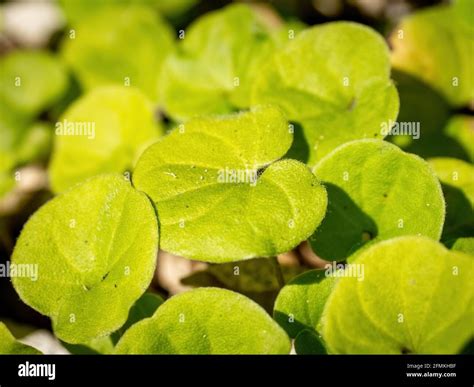Carolina ponysfoot plant (Dichondra carolinensis Stock Photo - Alamy