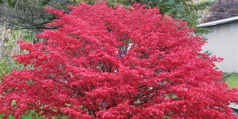 Burning Bush Varieties Archives This Is My Garden