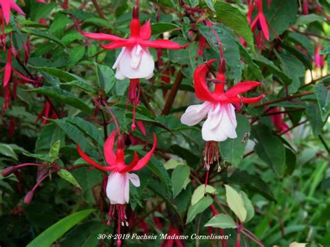 Bellenplant Fuchsia Madame Cornelissen Planten Online Kopen