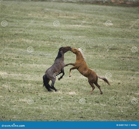 Wild horses fighting stock photo. Image of fight, battle - 8481762