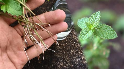 How To Grow Mint From Cutting Root And Propagate Mint In Water Youtube