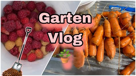 Himbeeren Sammeln Karotten Pfl Cken Garten Vlog Youtube