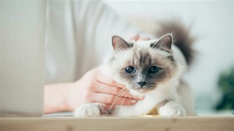 Votre chat est bon pour votre santé Voici les 3 bienfaits qu il vous