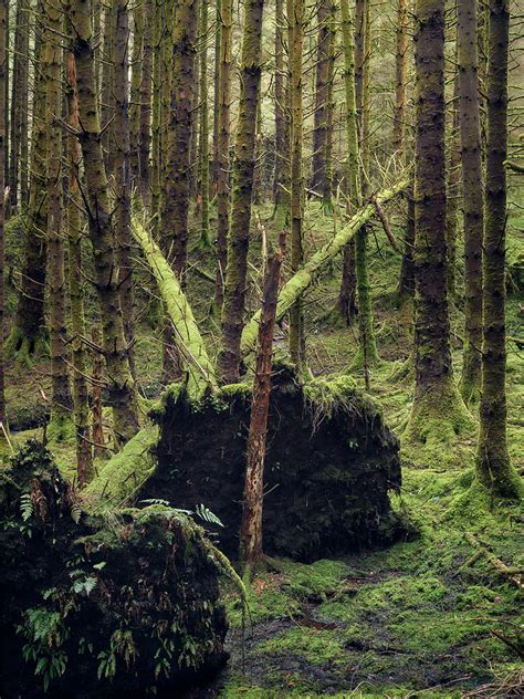 Trees from Scotland