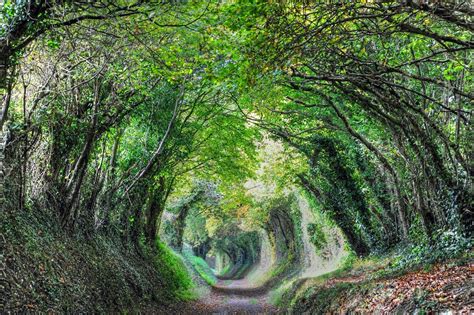 Halnaker Tree Tunnel Walk to a Sussex Windmill - Sussex Walks