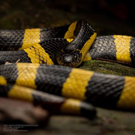 Hong Kong Snakes HongKongSnakeID