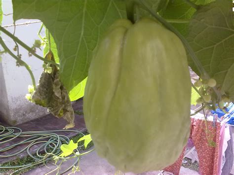 Chayote O Papa Del Aire