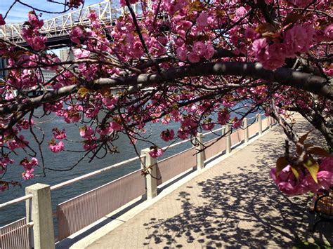 Roosevelt Island Cherry Blossoms: Prettiest Pink in NYC