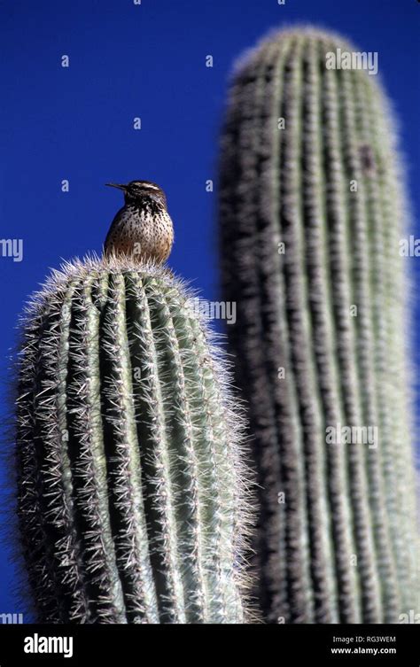 Saguaro Kaktus Hi Res Stock Photography And Images Alamy