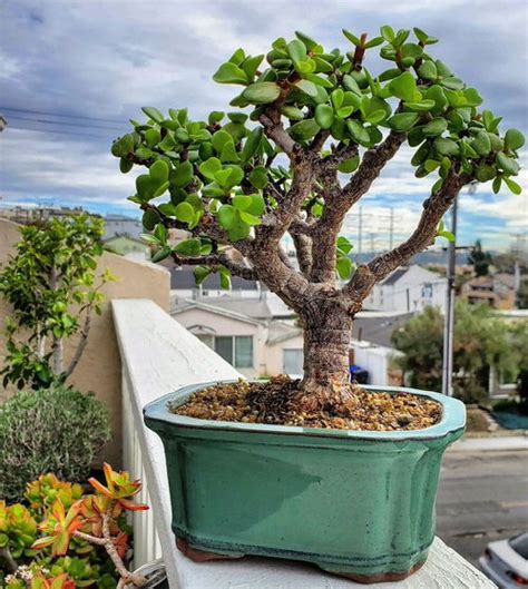 How To Cut A Jade Tree At Arthur Richer Blog