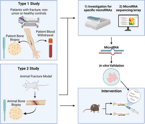 Different Study Types To Investigate MicroRNAs MiRNAs During Fracture