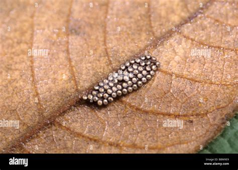 Insect Eggs On Leaf Hi Res Stock Photography And Images Alamy