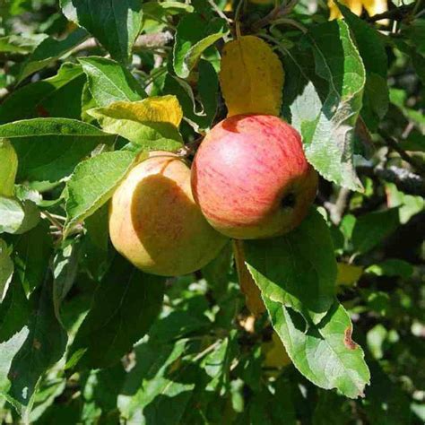 Pommier ancien à pommes tardives Reinette dArmorique Malus domestica