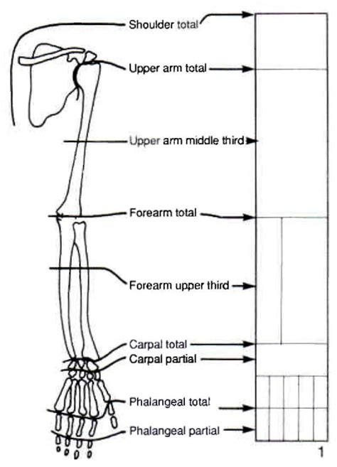 Congenital Limb Deficiency