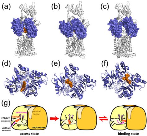 Stepwise Substrate Translocation During The Access To Binding