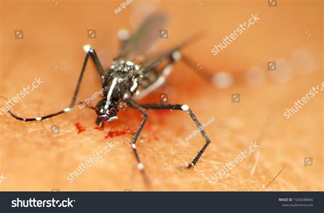 Mosquito Biting On Human Skin Stock Photo 1526048846 | Shutterstock