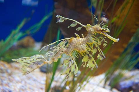 Leafy Sea Dragon At Aquarium Of The Pacific In Long Beach Stock Photo ...