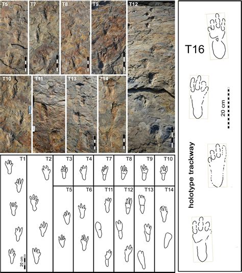 Palaeos La Historia De La Vida En La Tierra ¿cocodrilos Bípedos