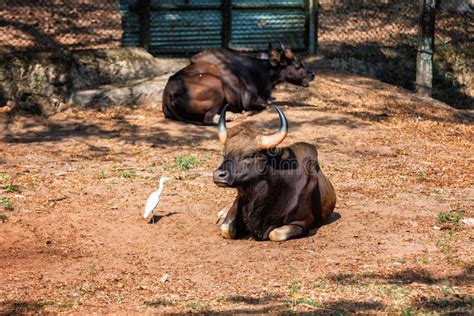 非洲人或cape Buffalo，北美野牛北美野牛北美野牛在特里凡德琅，特里凡得琅动物园喀拉拉印度 库存照片 图片 包括有 动物园 无