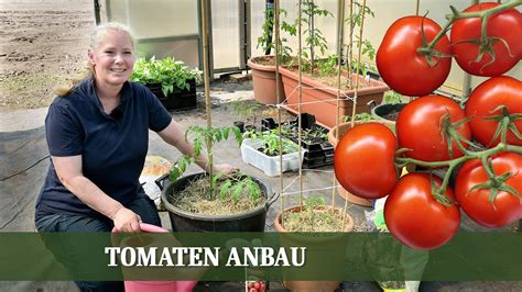 Erfolgreich Tomaten Anbauen Tipps Zur Pflanzung Im Garten Oder Auf