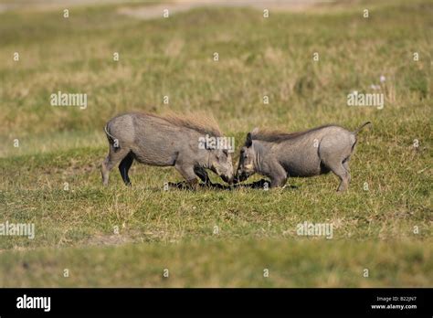 Savanna Warthog Kenya Africa Stock Photo Alamy