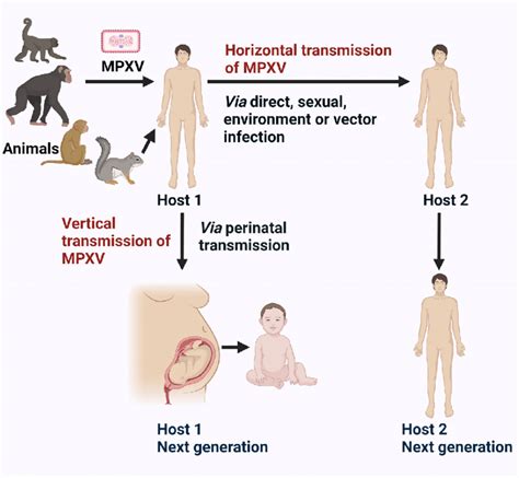 The Figure Represents The Horizontal And Vertical Routes Of Monkeypox